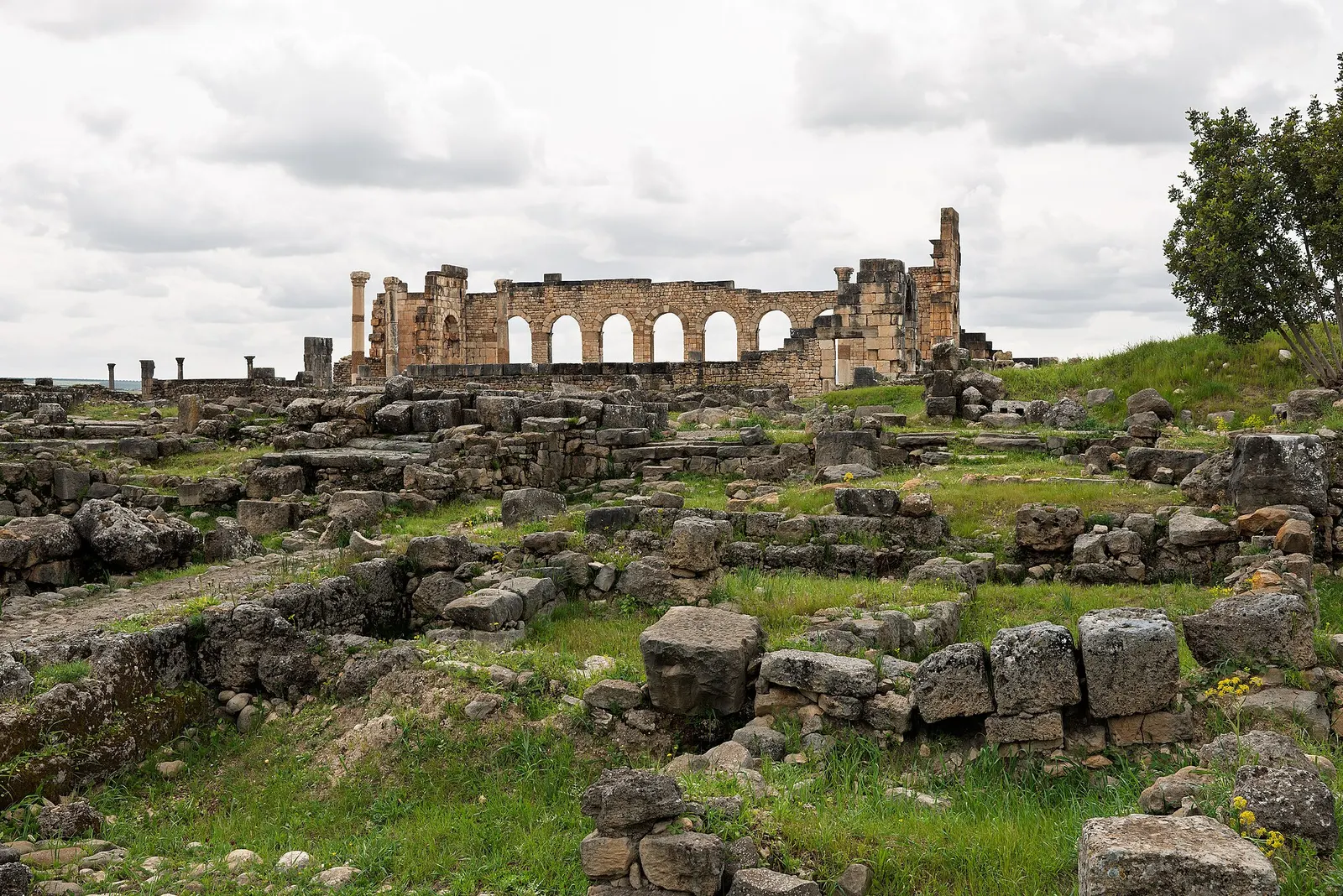 Ruines romaines de Volubilis parmi l'herbe verte, sur le site archéologique classé à l'UNESCO